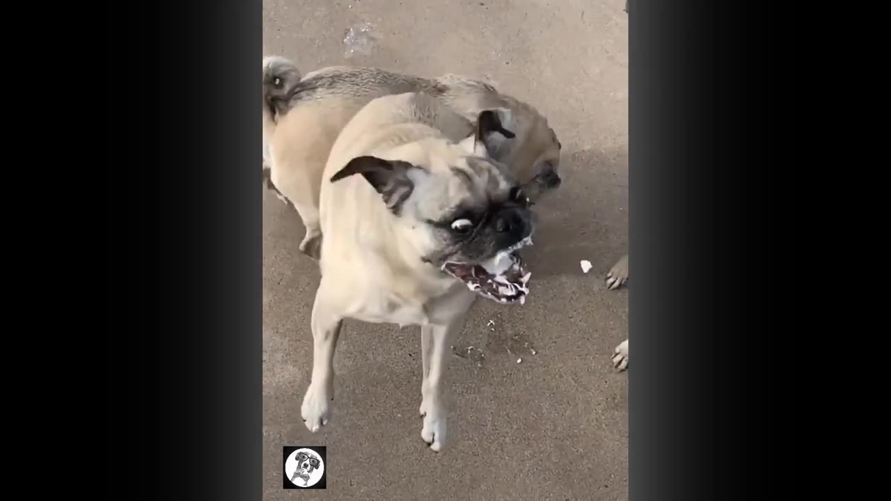 Pug Funny Moments - Cute Dog Videos | Pets Funny