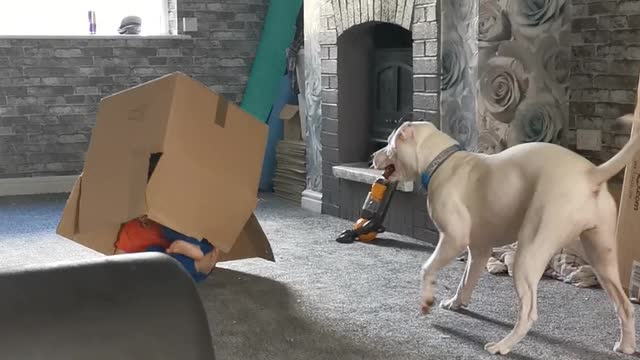 Child Runs Around in Cardboard Box and Bumps into Wall