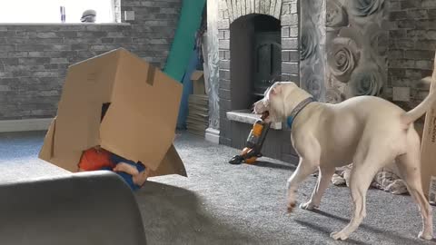Child Runs Around in Cardboard Box and Bumps into Wall