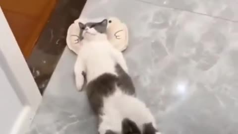 OMG lovely cat are lazy funny video