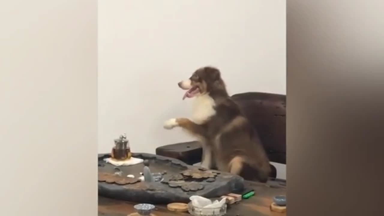 New funny animals 2023 | 11funny | cats | dogs | duck