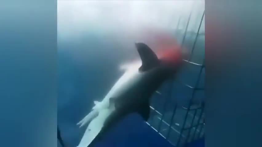 Shark attacks in humans