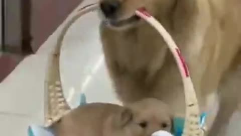 Mummy enjoys carrying the little puppy in a basket...