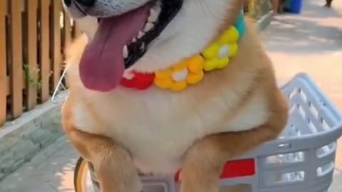 Funny Pets Moment #19