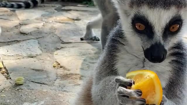 lemurs