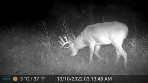 14 Point buck on Trailcam