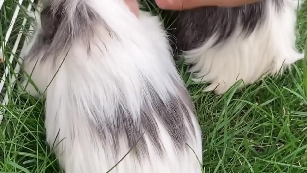 Cute animals
