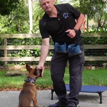 Why You Should Be Training Your Dog with Food