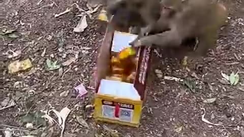 Funny Monkey video