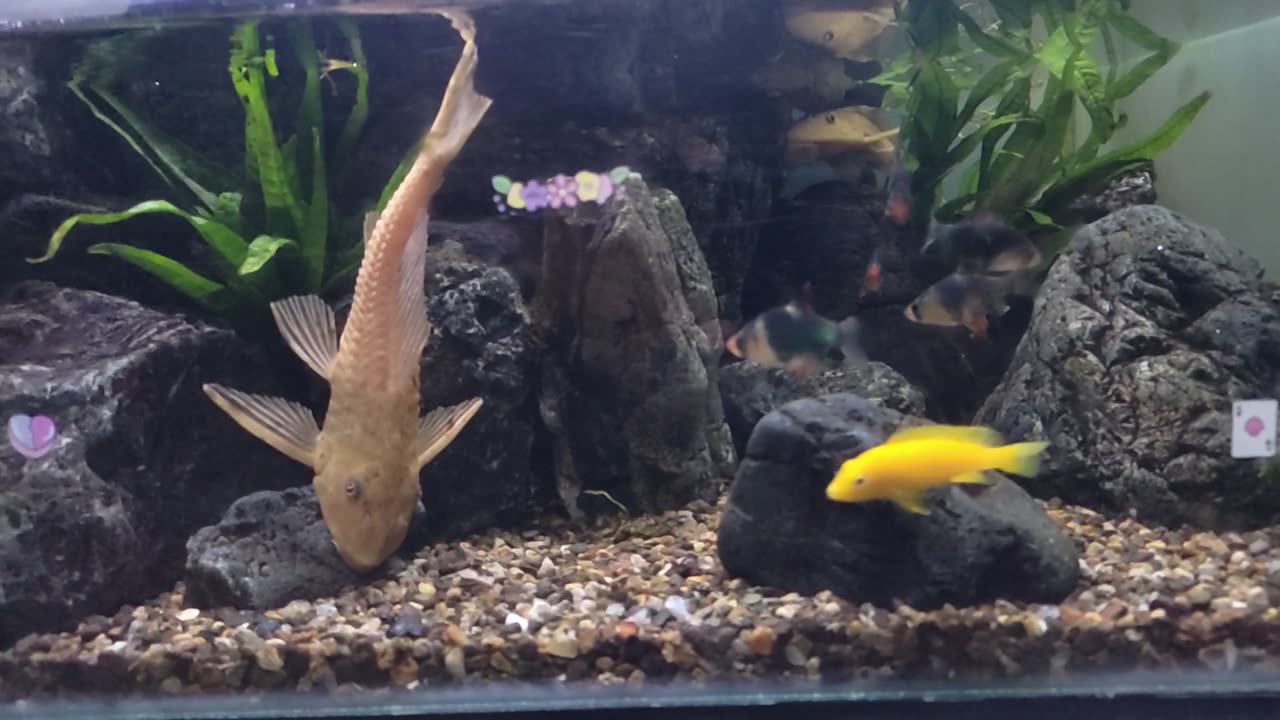 Fish Paludarium Forest