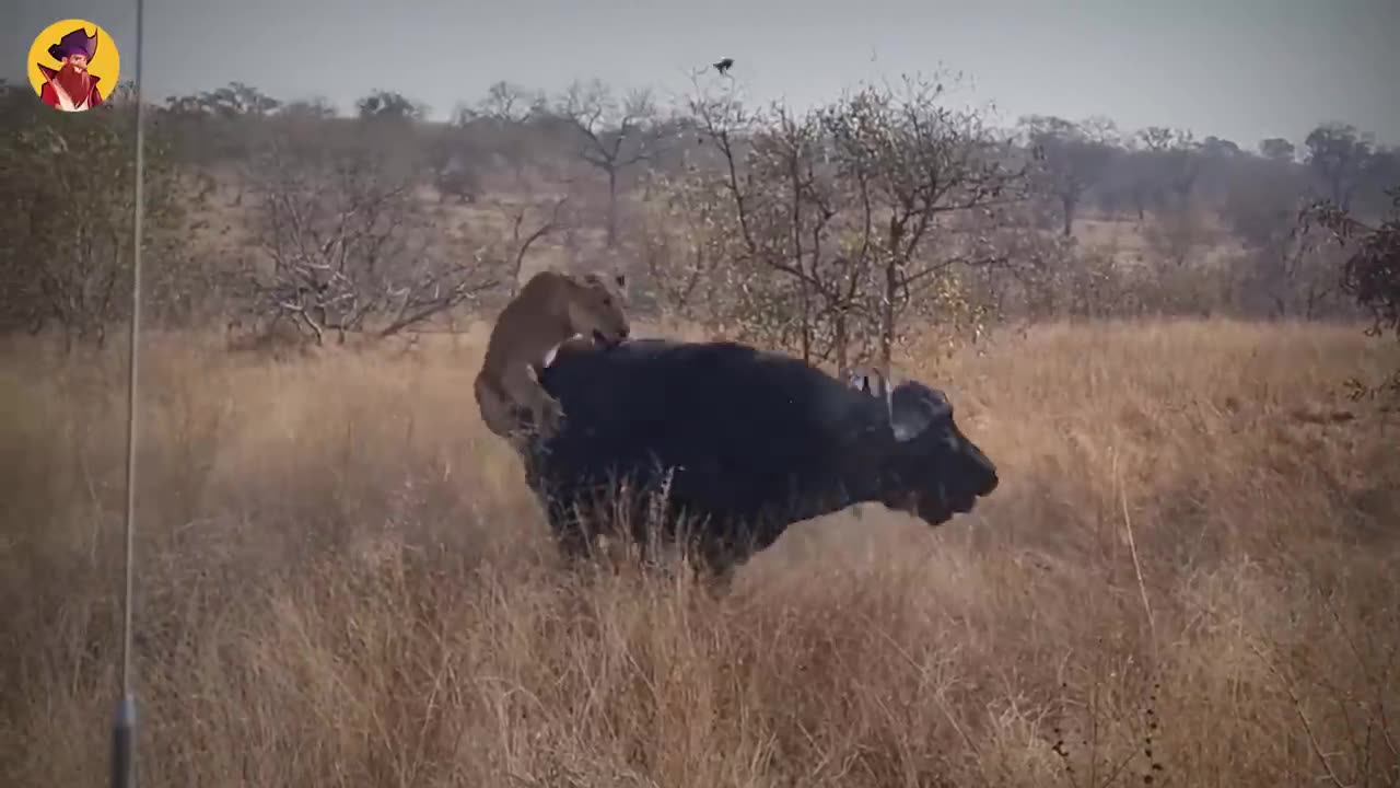 lion hunting