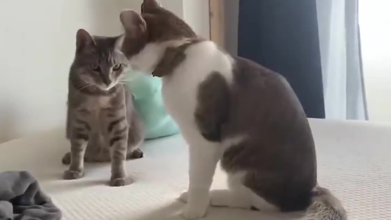 Funny Animal Videos Of The Day 002!