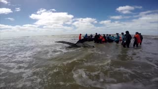 Beached humpback whale rescued in Argentina