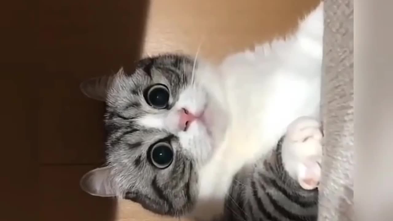 Funny Cats videos