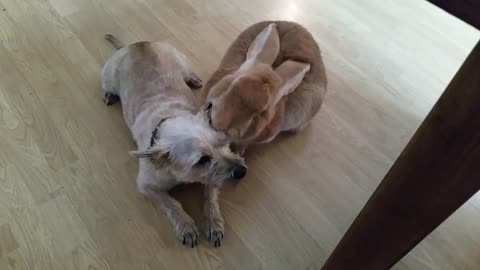 Dog and giant rabbit best friends grooming