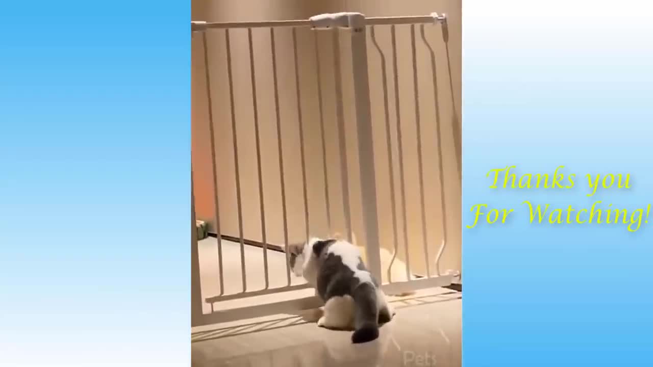 Top Funny Cat Videos Of The Weekly