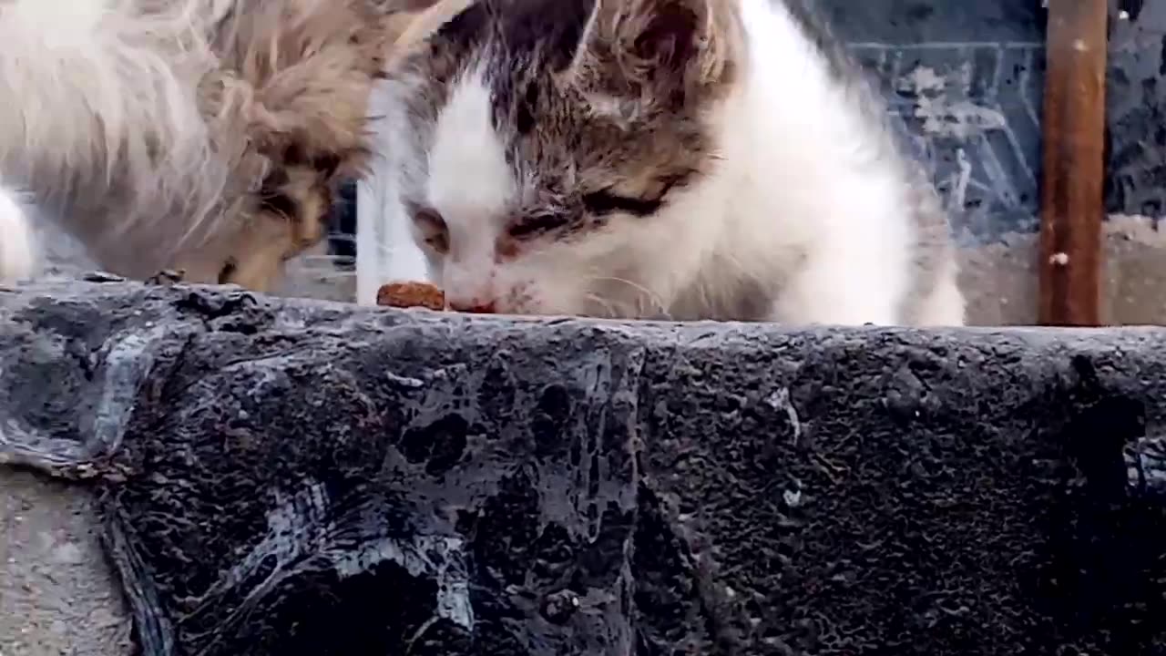 Cute little kittens eating food.