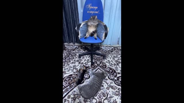 Cat Sits Like a Boss in Gaming Chair