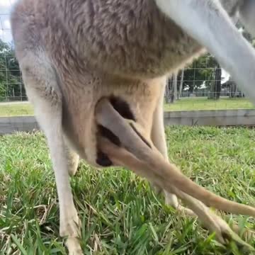 showing us a baby joe