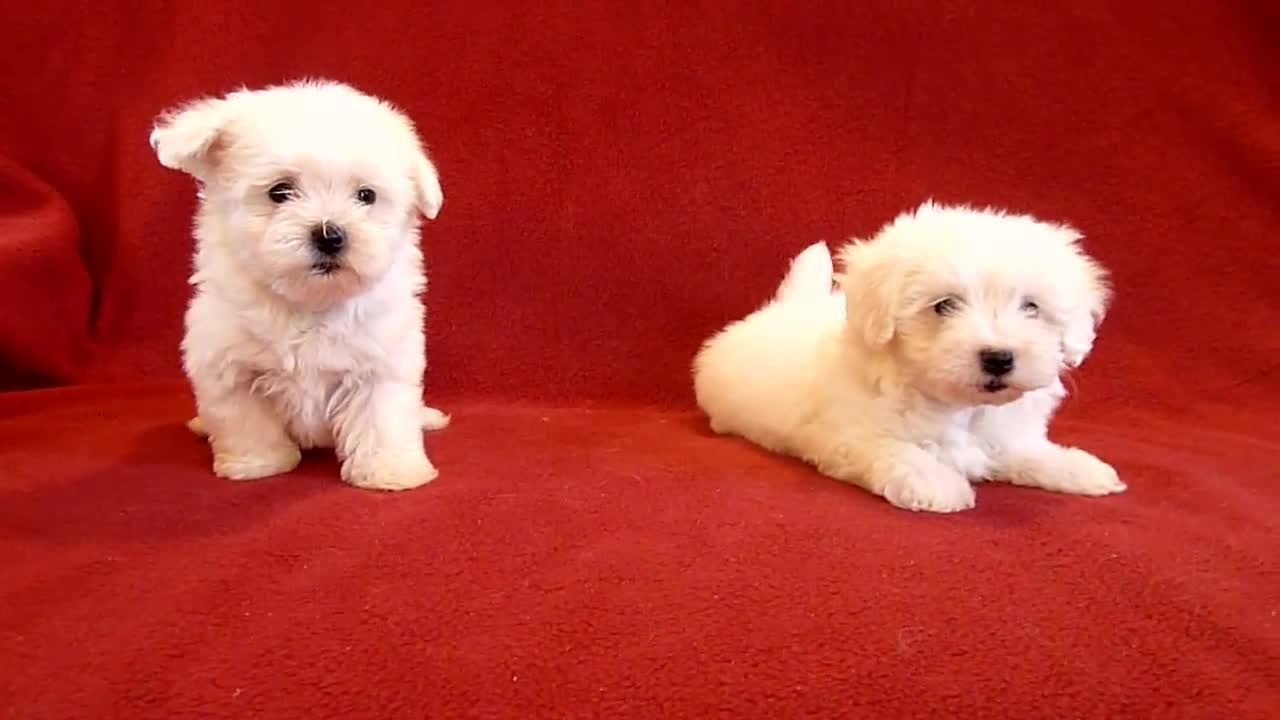 PUI DE BICHON MALTESE 0725758099