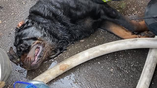 Firefighters Save Pet Rottweiler