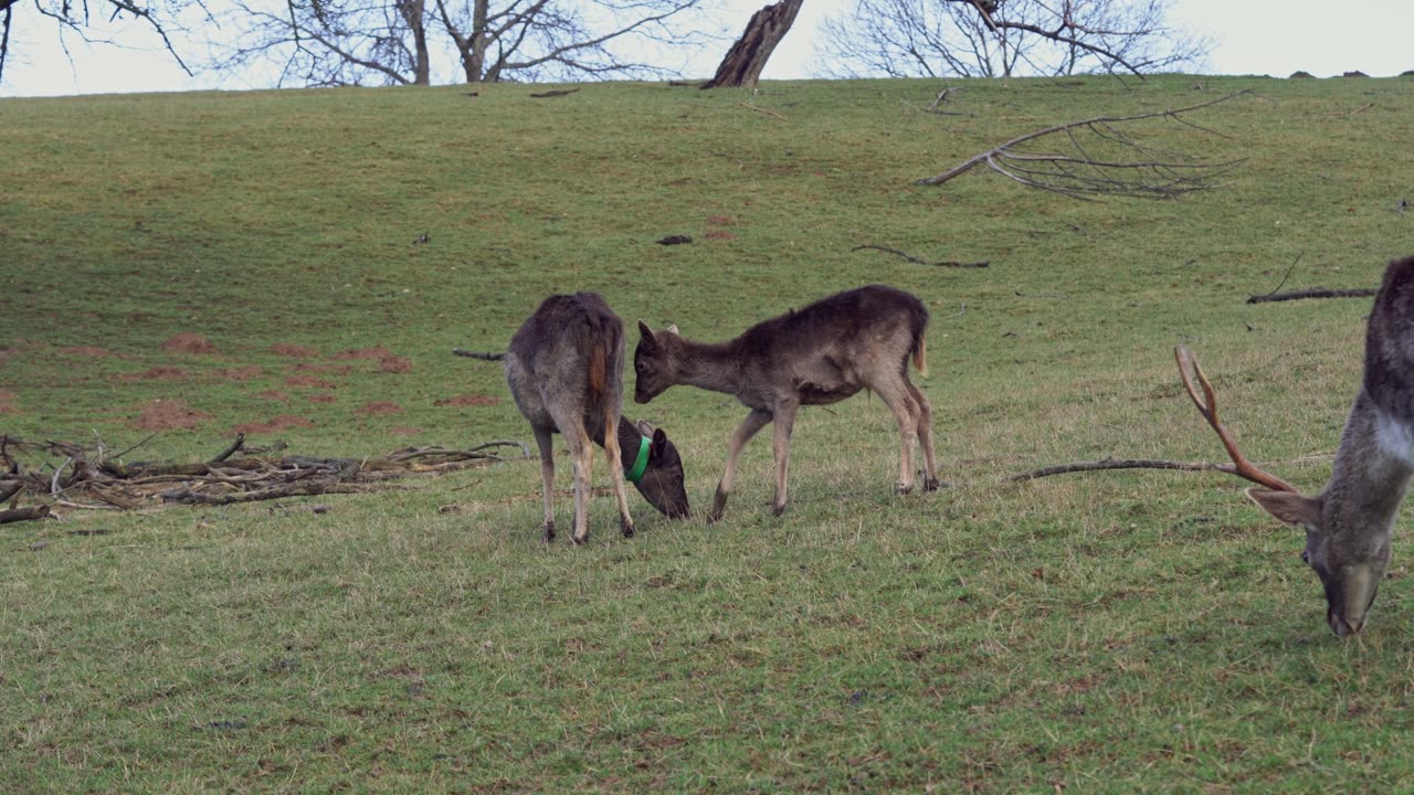 Beautiful animals