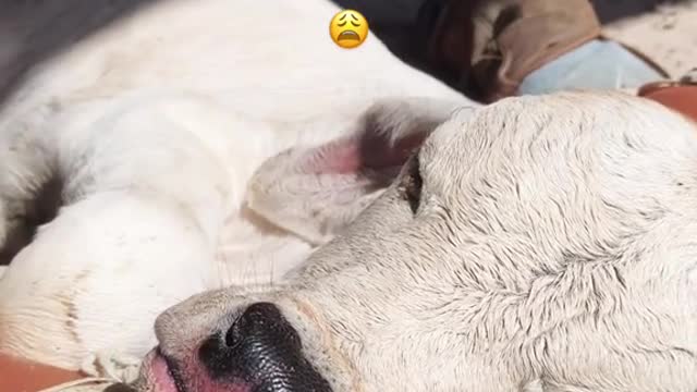 So damn pure