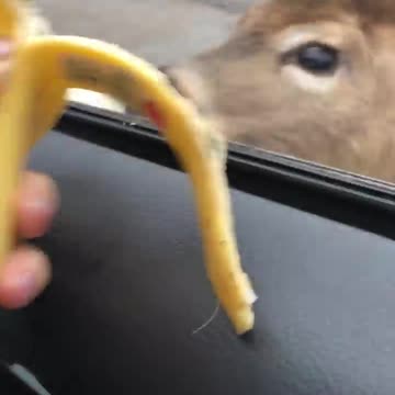 🦌walk new short viral🔥🔥