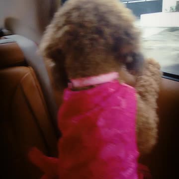 Poodle puppies go to a fashion show contest