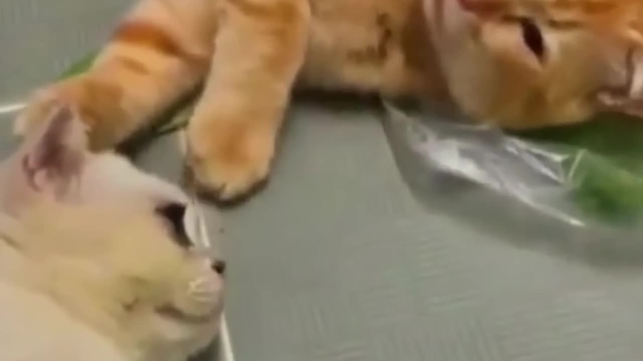 Cute animals 1# funny cat