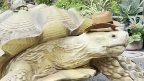 This turtle is hundreds of years old