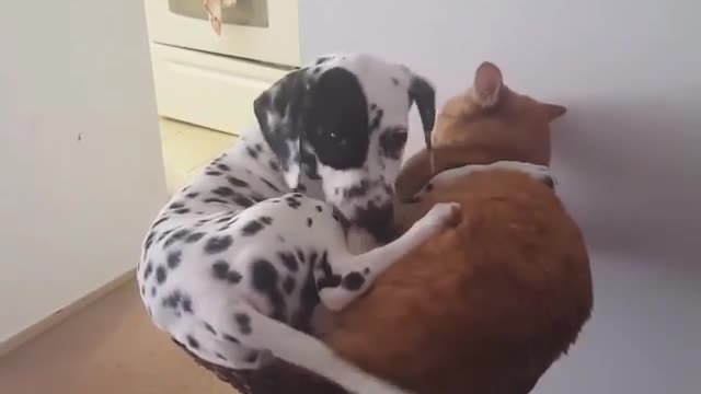 Spotted Dog and Little Orange Cat