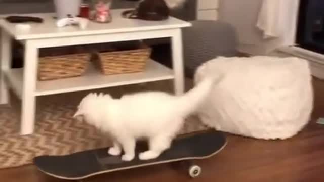 The skateboarding cat at home