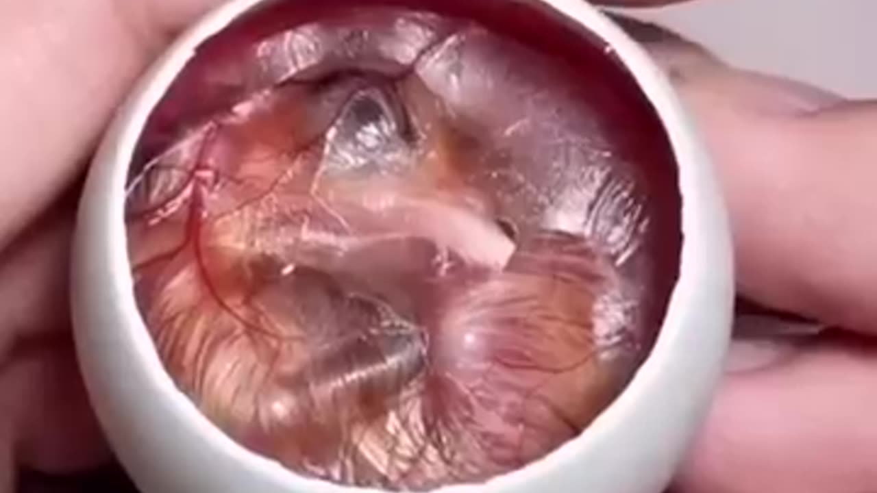 245 million views Youtube video""🐣✨ Witness the miracle of life as a chick hatches from its egg!