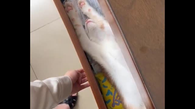 😹 You Definitely Laugh, I Believe In It 😇 - Funniest Cats Expression Video 😇- Funny Cats Life