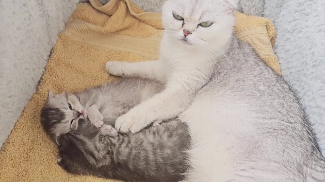 What does a mom cat do all day with her kittens