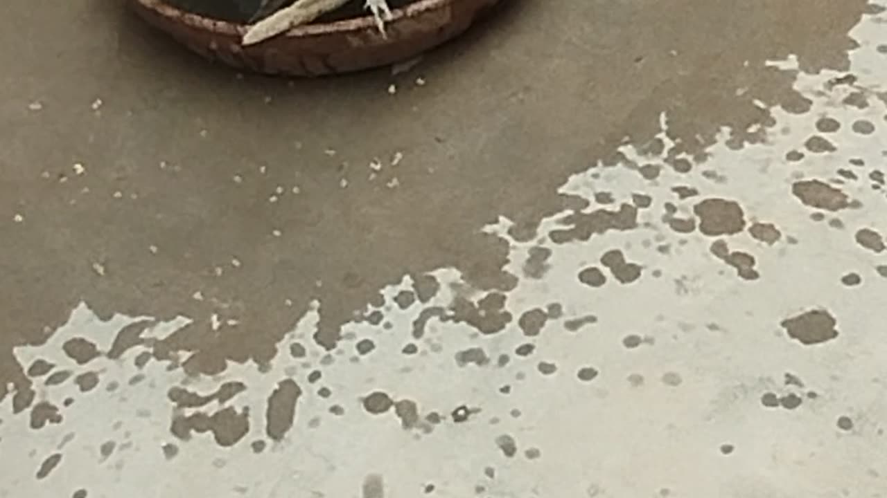 Pigeons🕊️ bath🚿