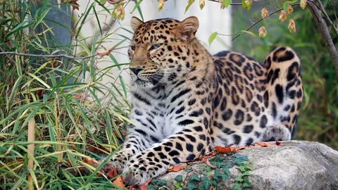 Leopard