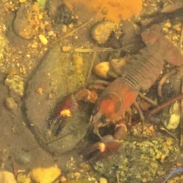 Beautiful crayfish in the water #beautiful #animals
