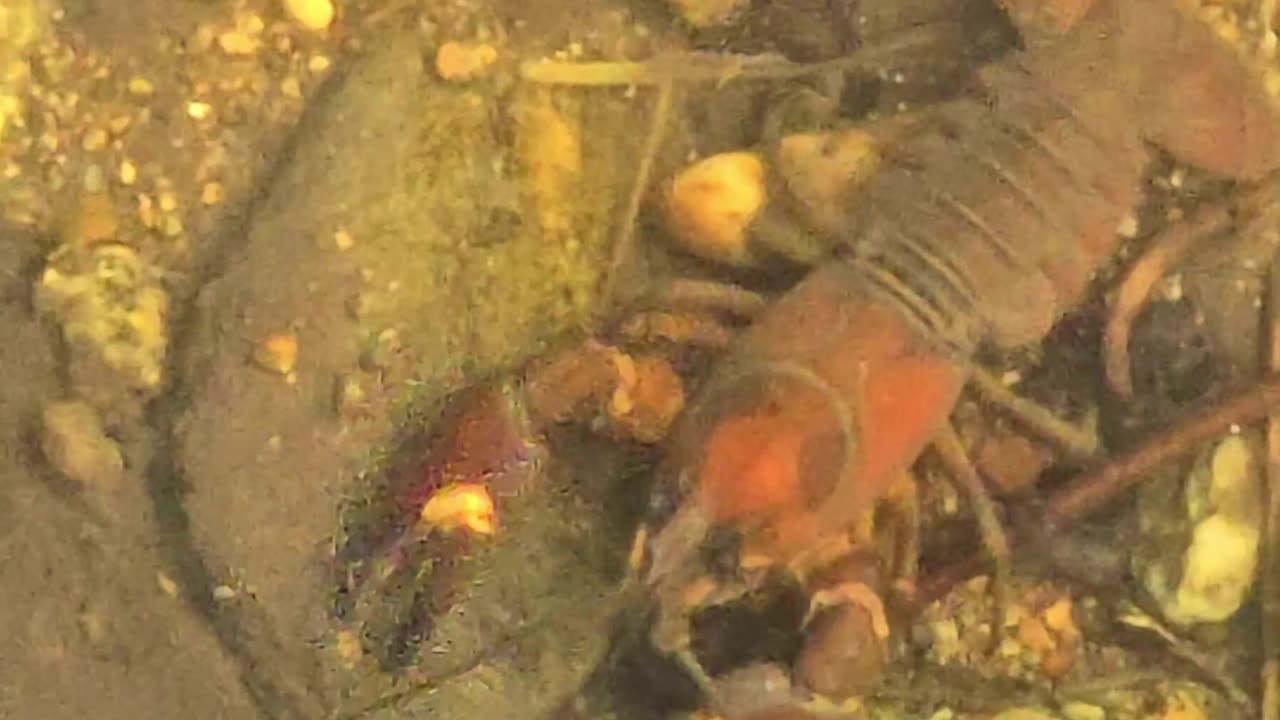 Beautiful crayfish in the water #beautiful #animals