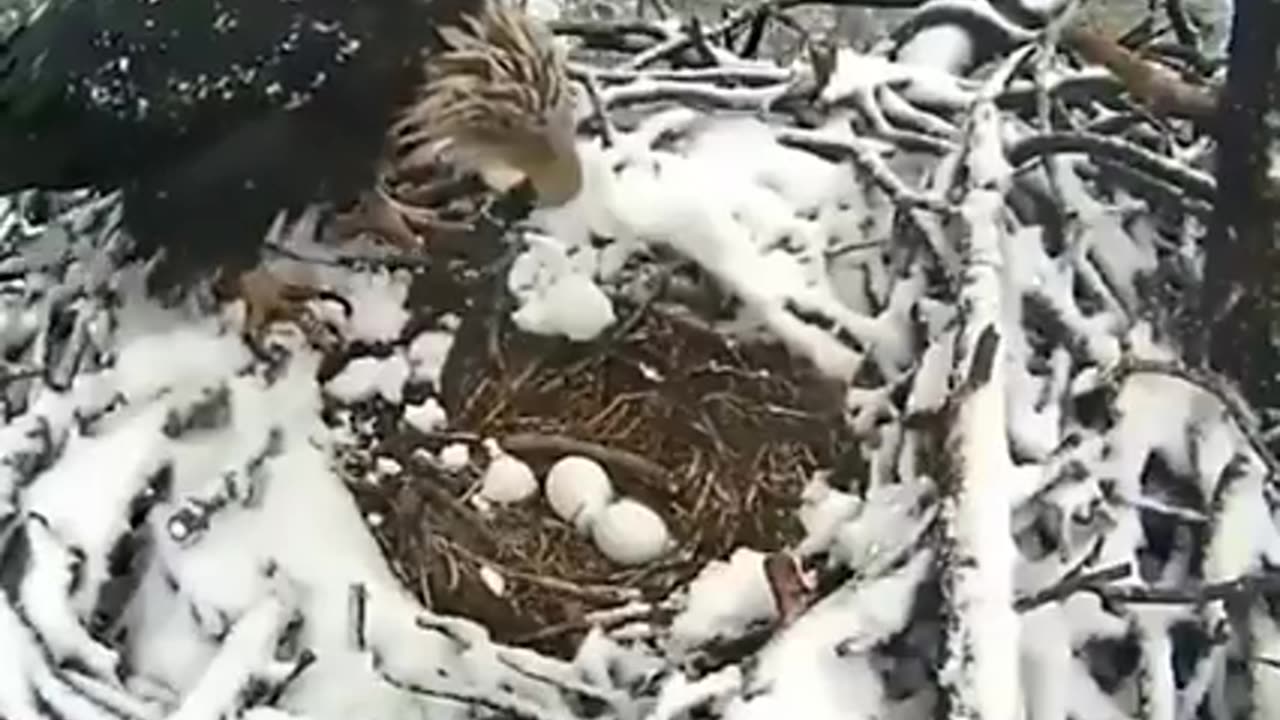 Birds in their nests in the snow.