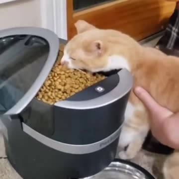 Funny and cute cat / what a big bite