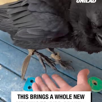 If Only Humans Were This Intelligent