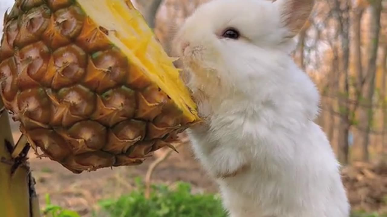 The way she eat pineapple 🤣 #animals #funny #viral #short #rabbit