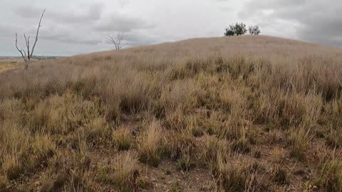 NSW Pig Hunt