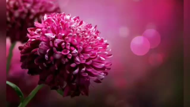 Very beautiful flower with music