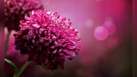 Very beautiful flower with music