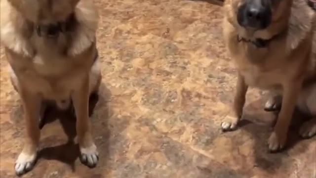 This dog understood the assignment
