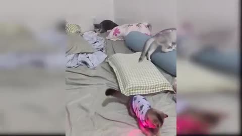 Funny cat video 😂