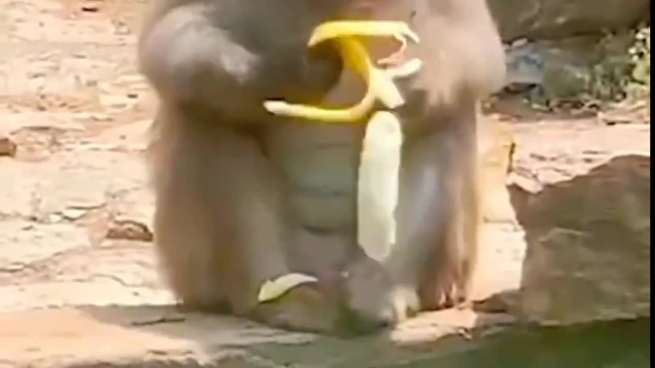 funny animal video